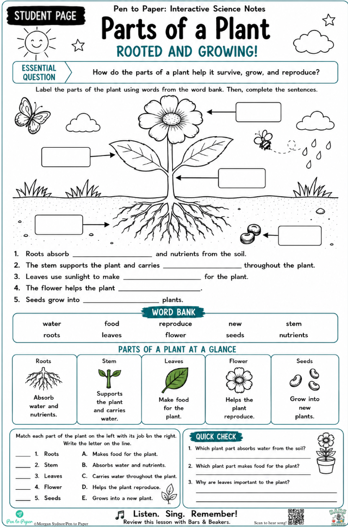 Interactive Science Notes Parts of a Plant