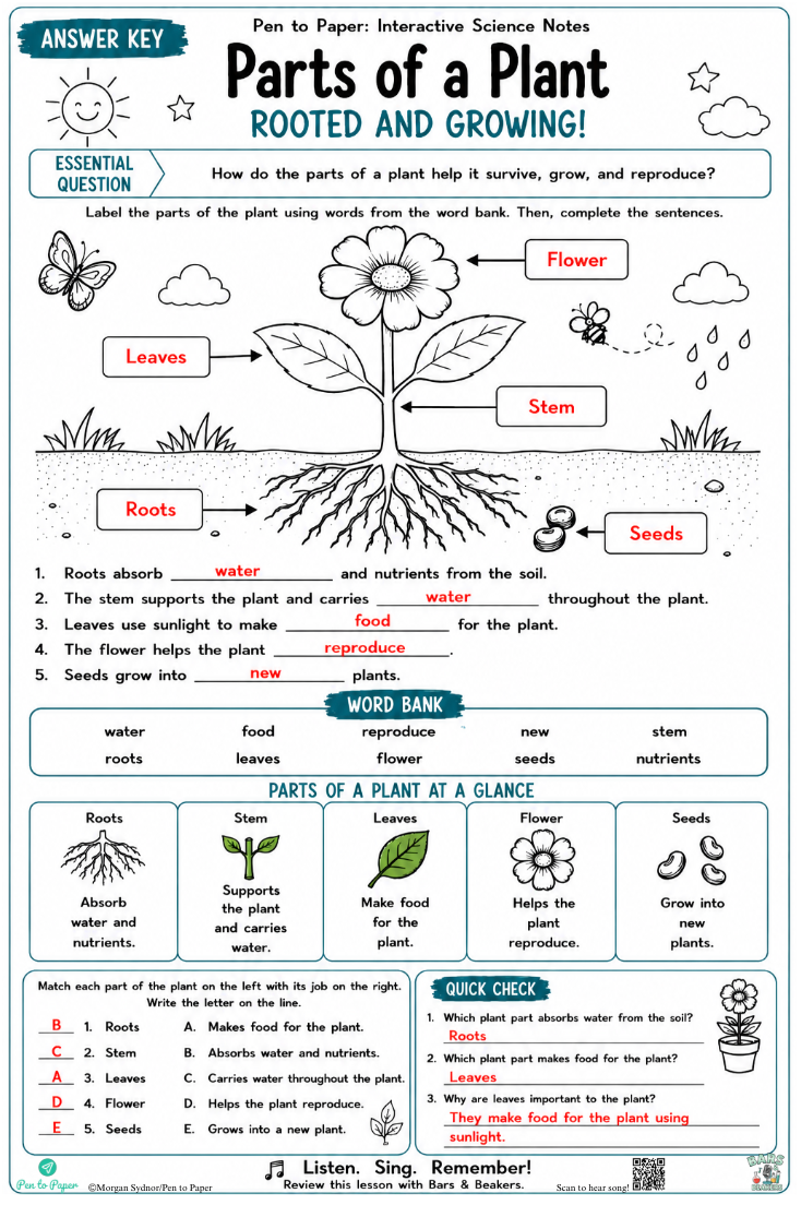 Interactive Science Notes Parts of a Plant